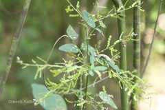 Desmodium dichotomum